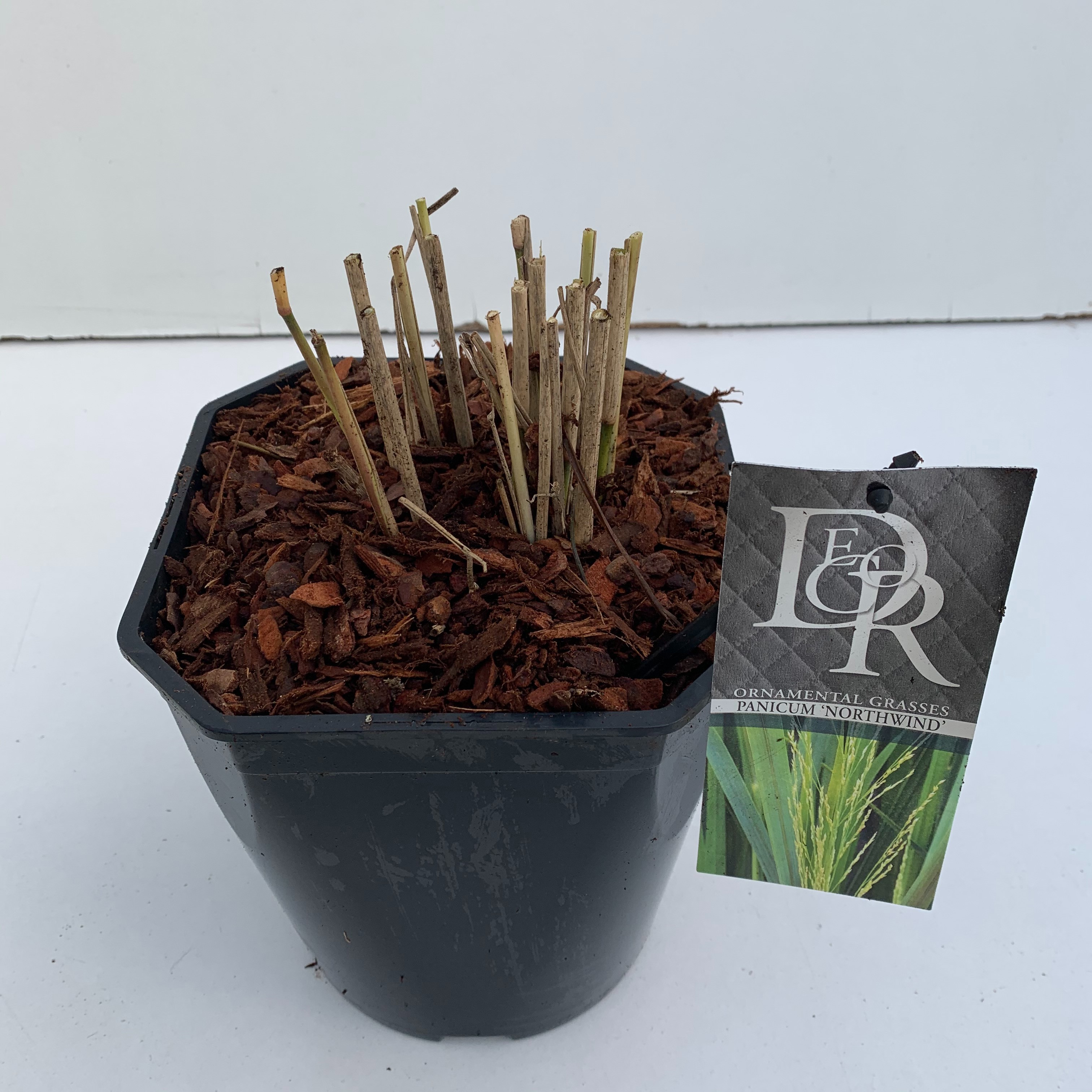 Panicum' Northwind, D 23