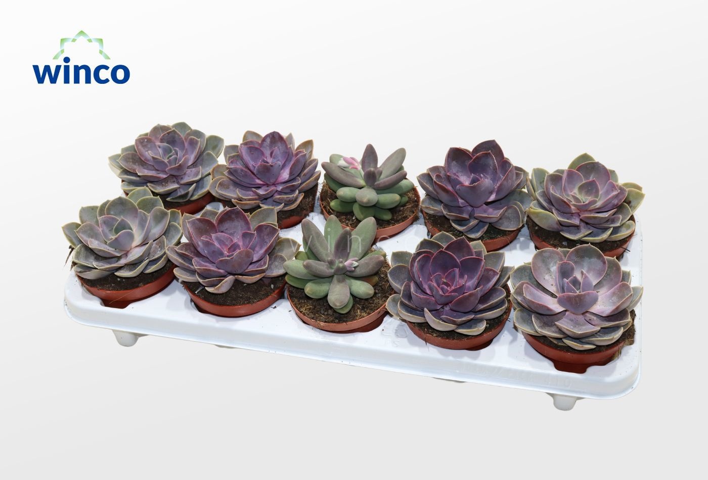 Echeveria Pink Mix (3spc.), D 10,5