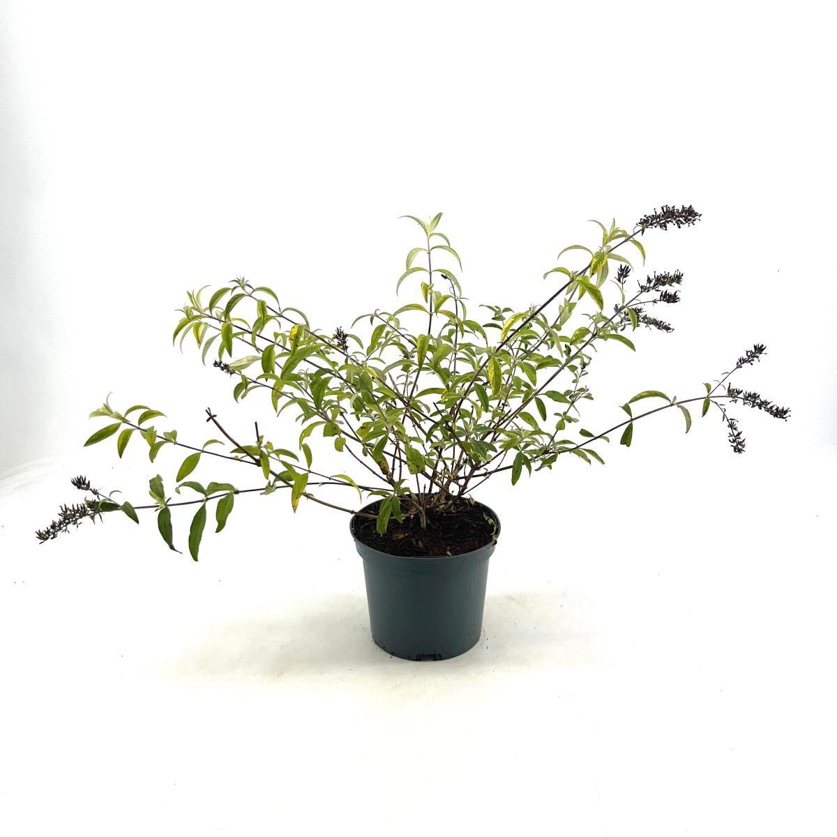 Buddleja d. 'Santana', D 19 cm