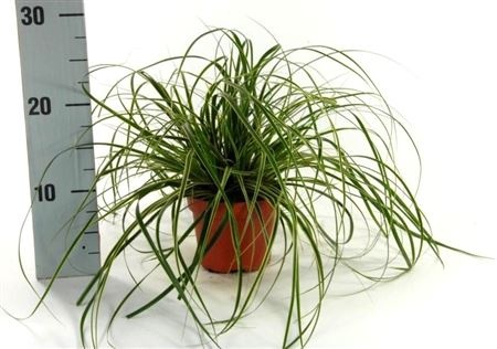 Carex osh. 'Fishers Form', D 12
