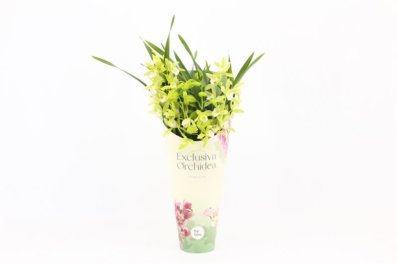 Potcover p12 exclusiva orchidea Cymbidium p12 Mint Source 3T15+, D 12