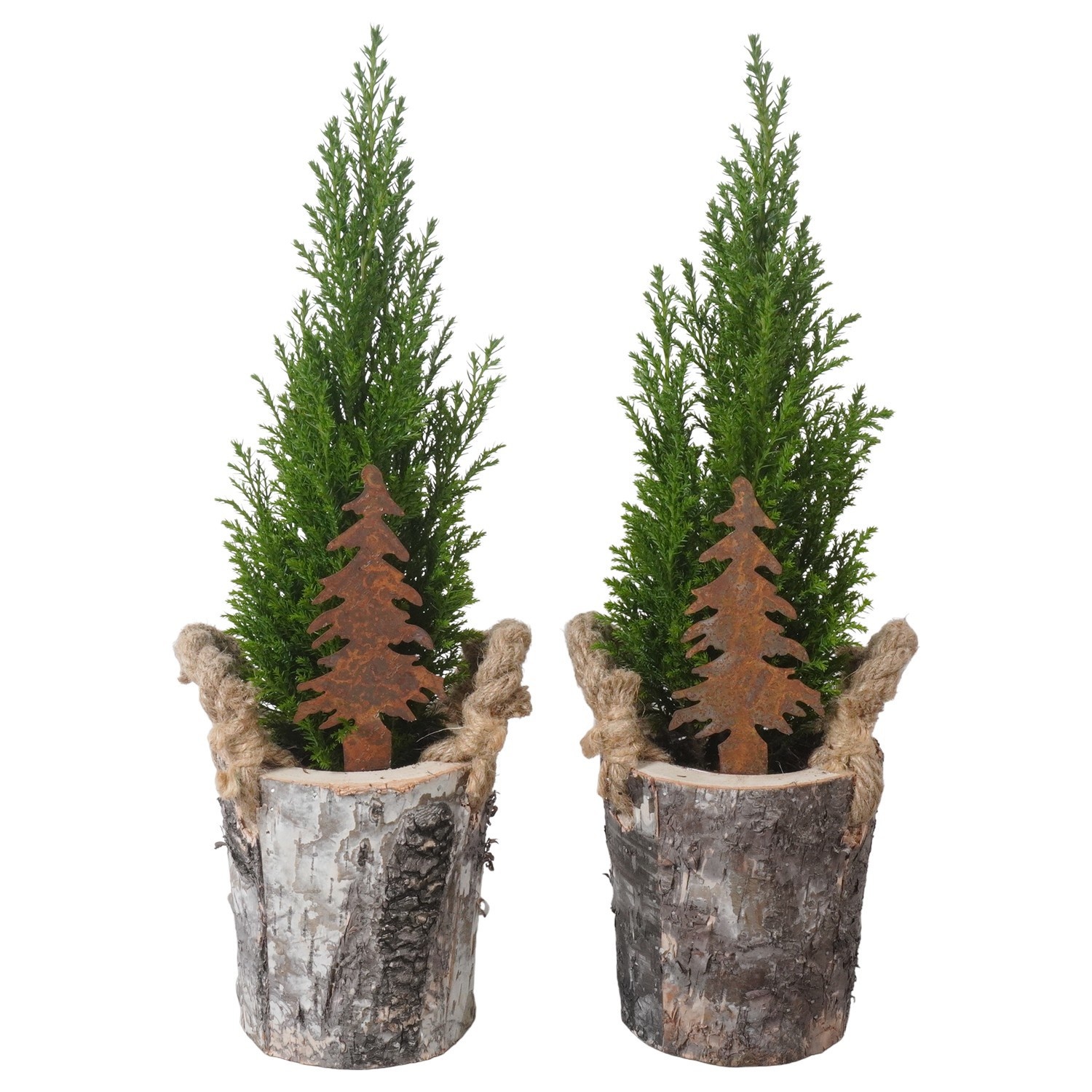 PTK26793 Ellwoodii in hout pot met decoratie, D 12