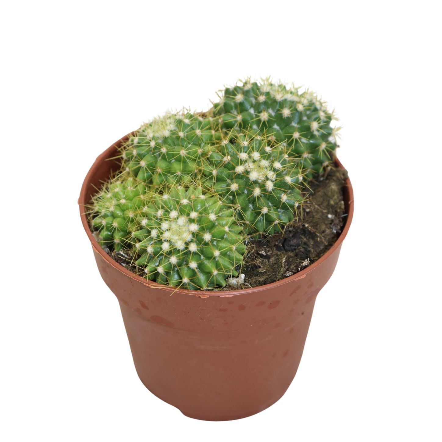 Mammillaria Marksiana (group), D 8,5