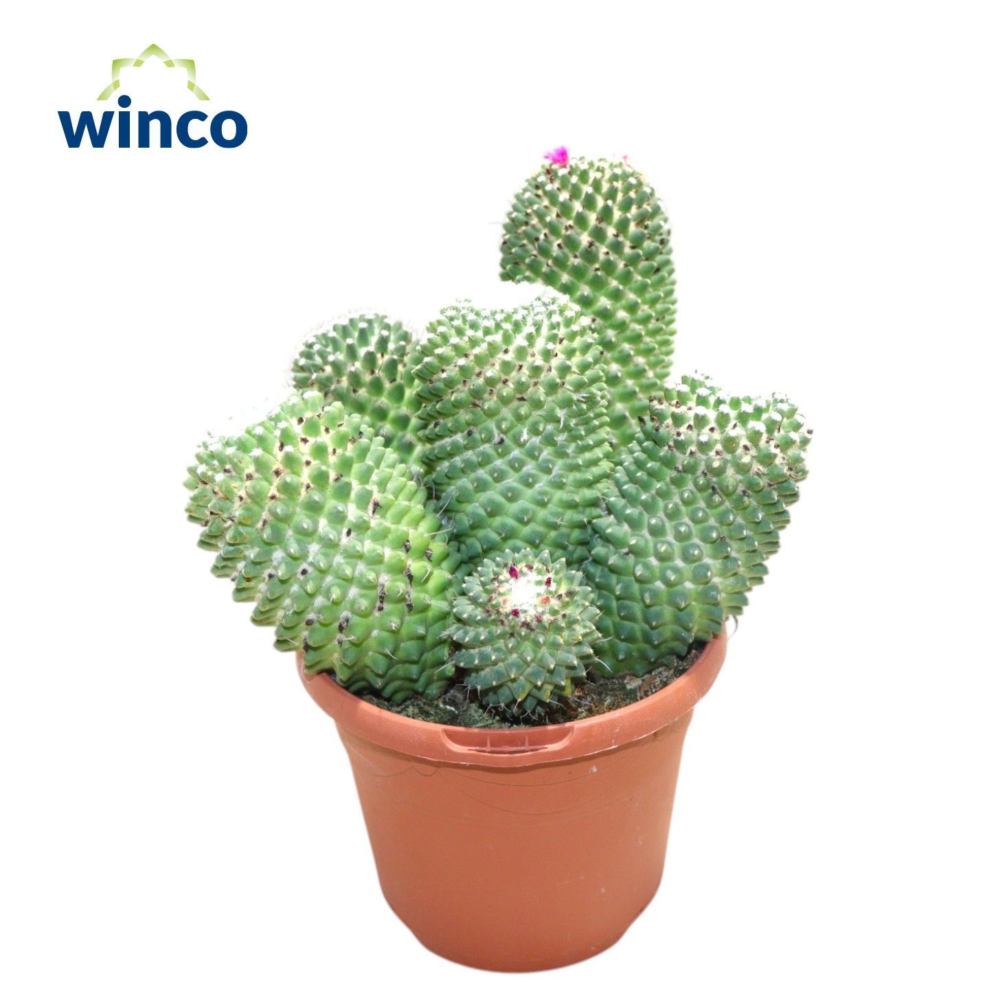 Mammillaria Toluca Group, D 17