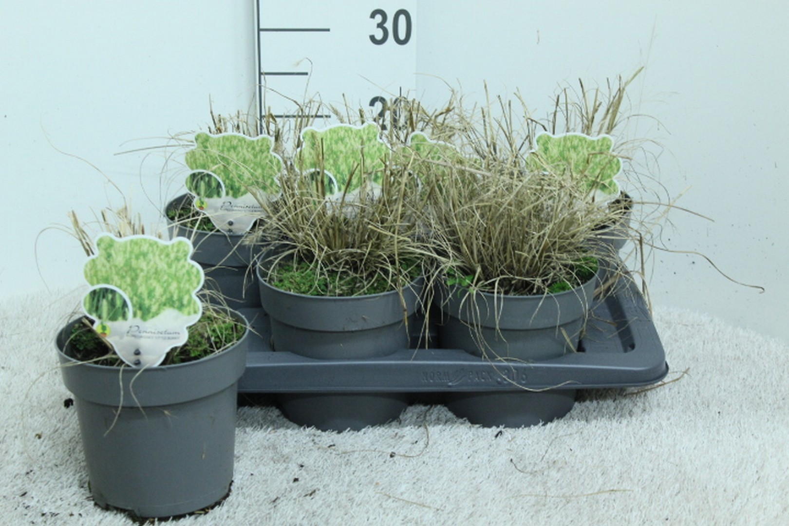 Pennisetum alop. 'Little Bunny' P17, D 17