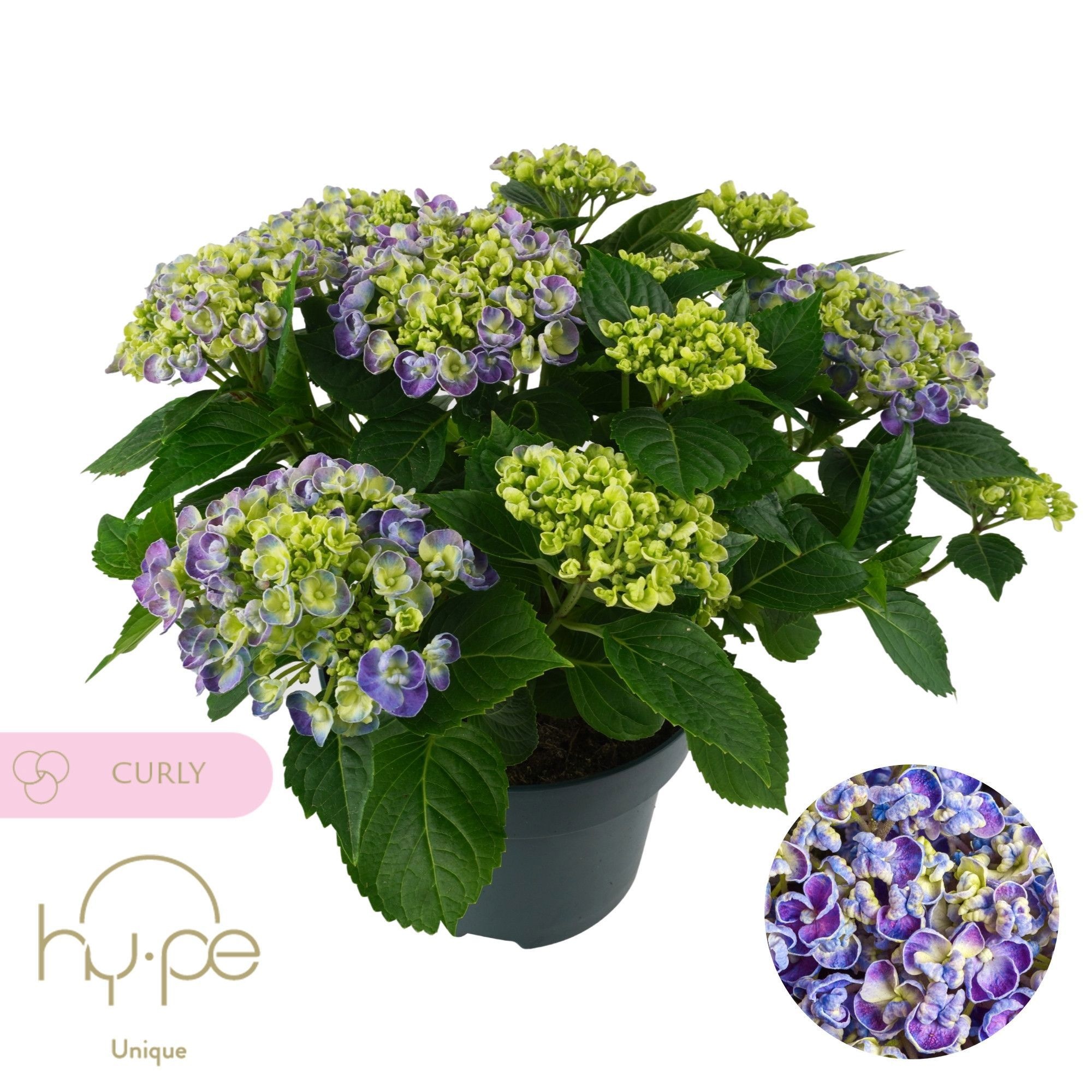 Hydrangea Curly Wurly Blue 10+ | Hy-pe Unique, D 23