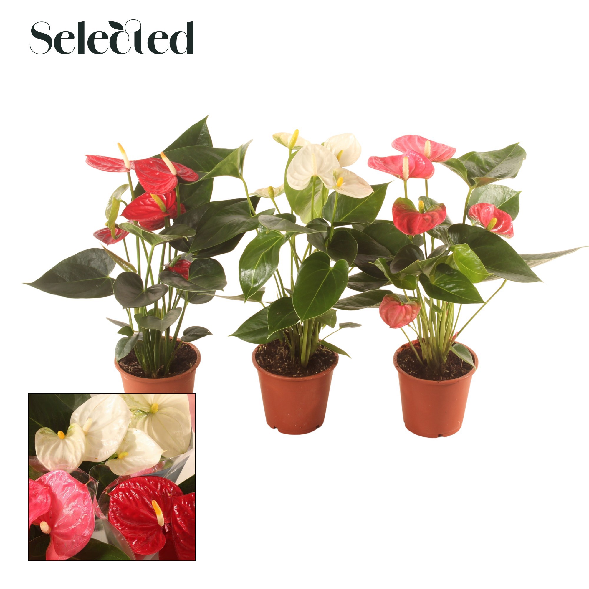 Anth. 3 Kleuren Mix P12 Selected, D 12