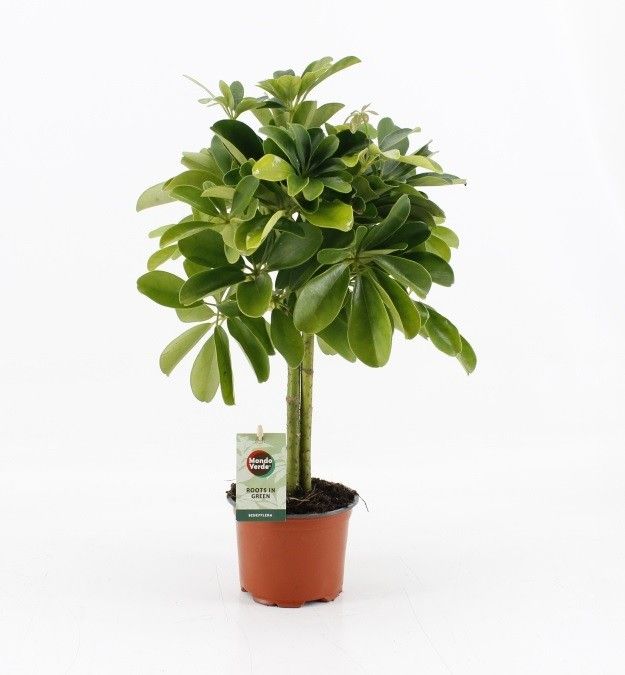 Schefflera compacta Nora, D 12 cm