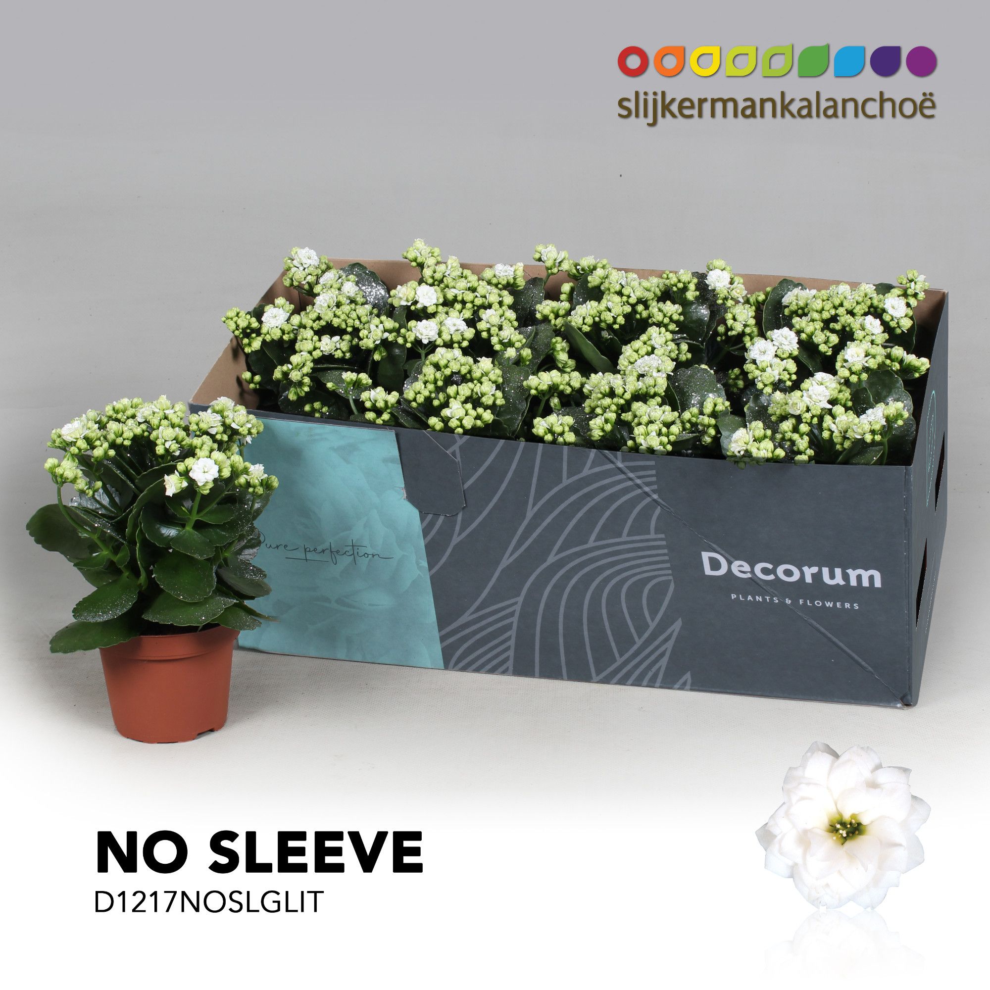 Kalanchoe No Sleeve - White with glitter - kerst, D 12 cm Kalanchoe No Sleeve - White with glitter - kerst, D 12 cm