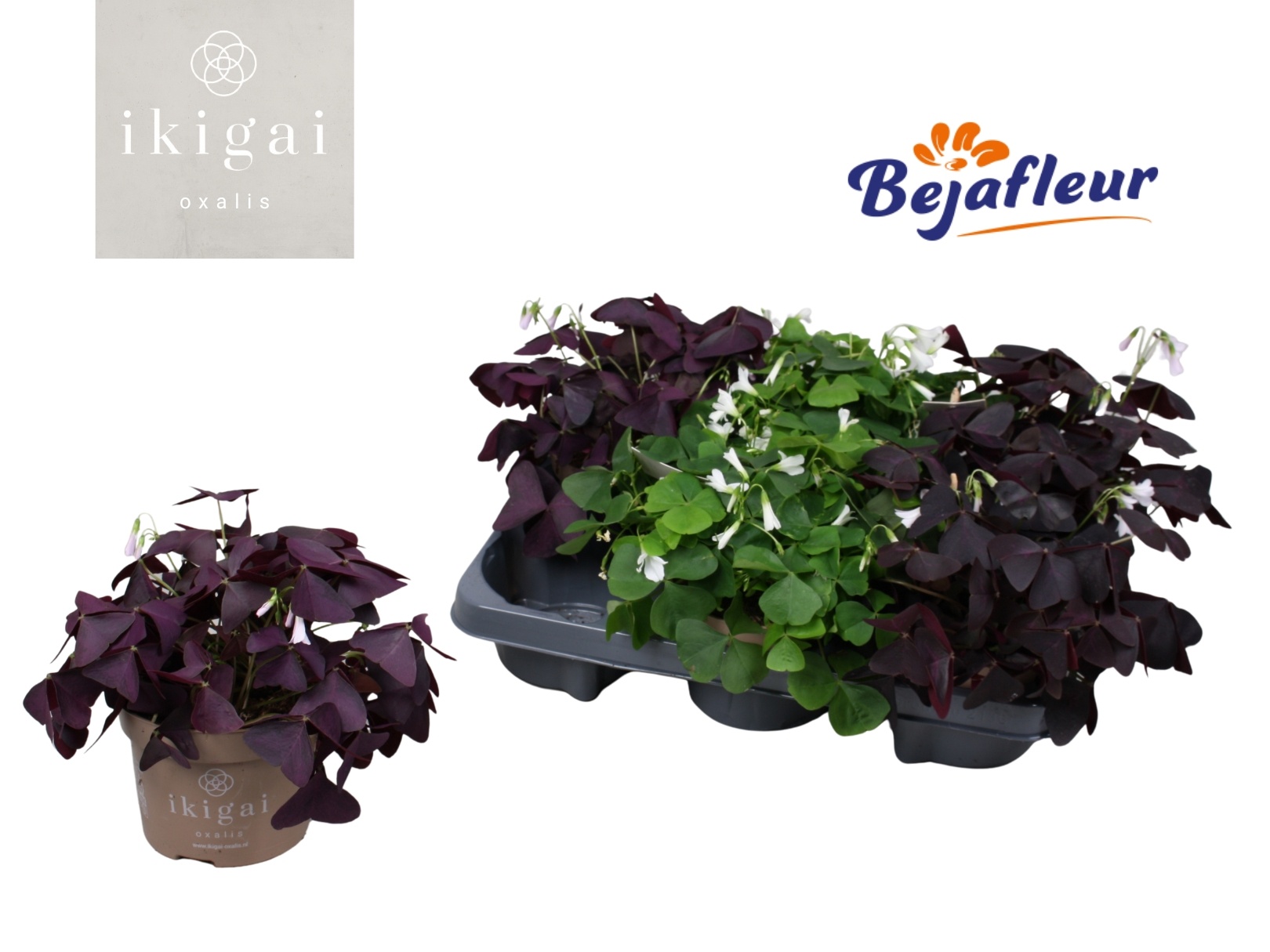 Oxalis Ikigai Mix, D 12 cm