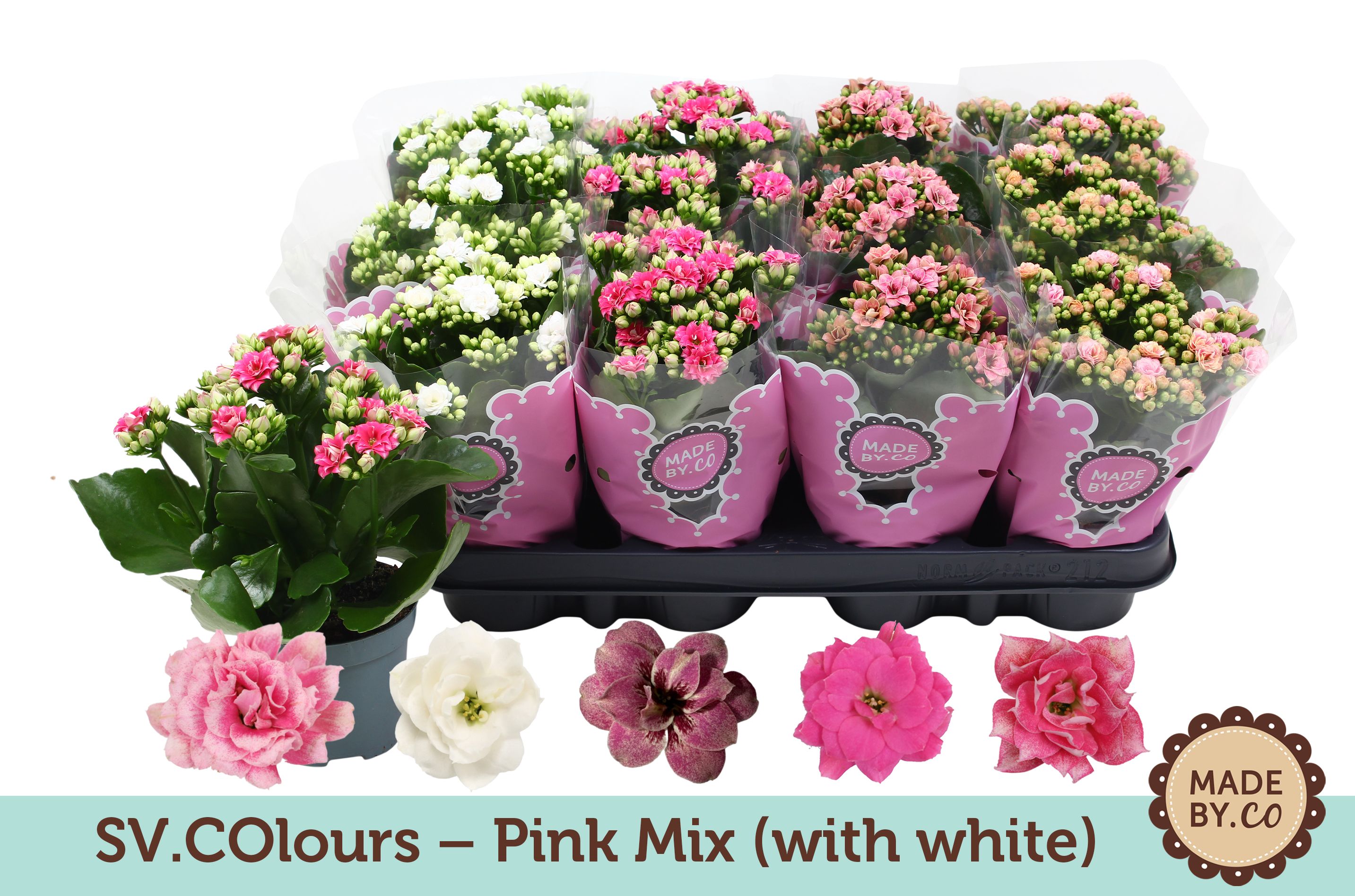 SV.COlours – Pink Mix (with white), D 9