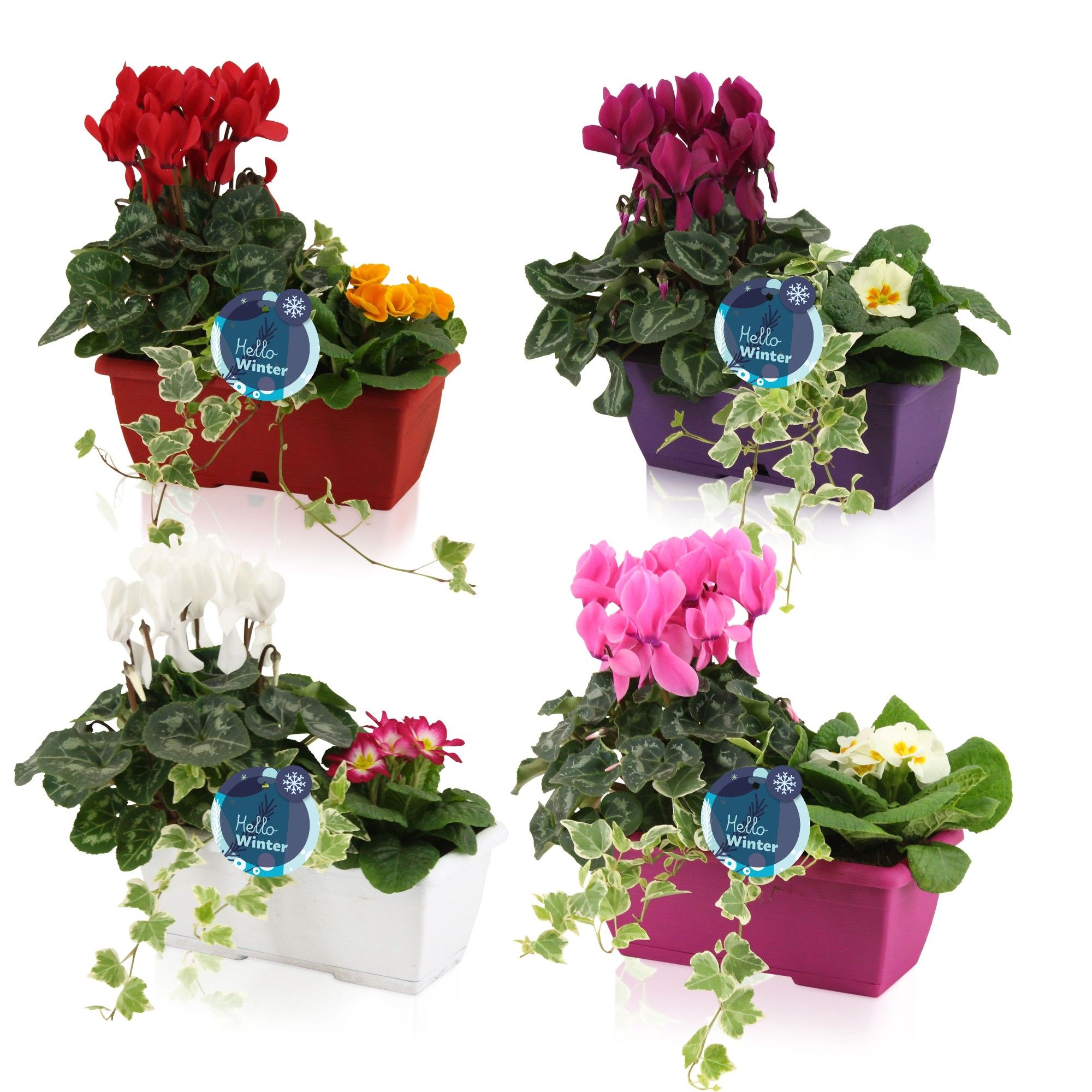 Winter Duobakje 'Snow', D 25