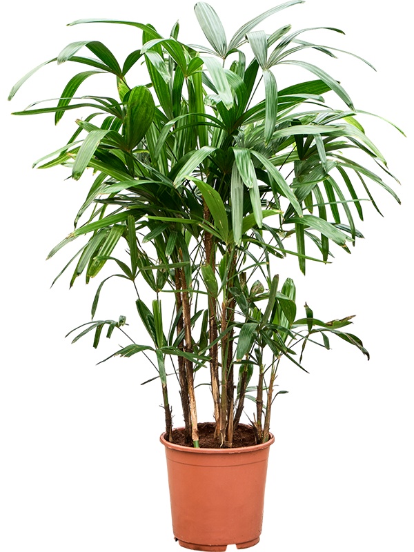 Rhapis excelsa, D 23