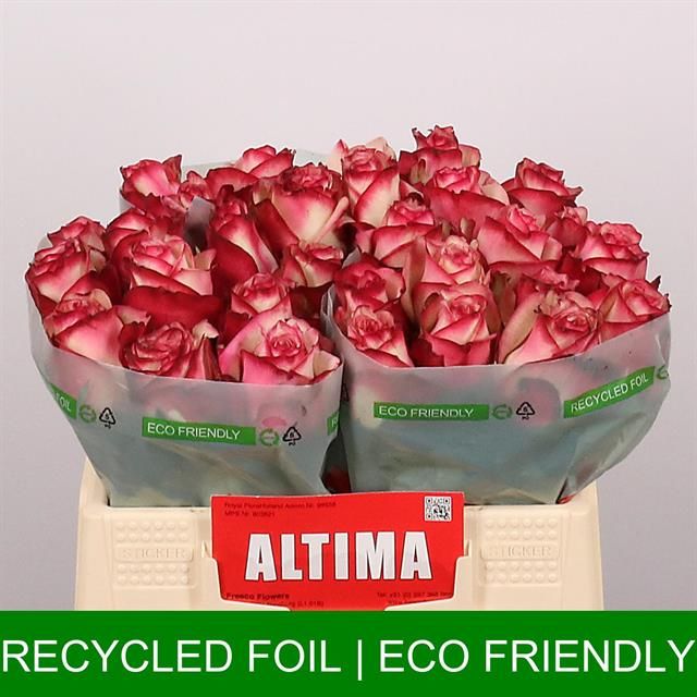 Роза од. Палома 35, шт.