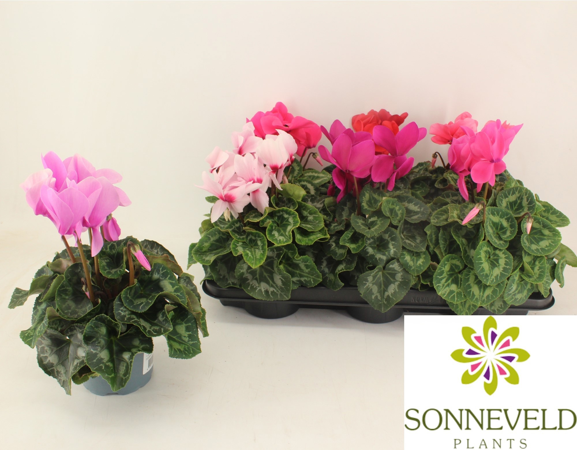 Cyclamen Halios HD Mix, D 13 cm