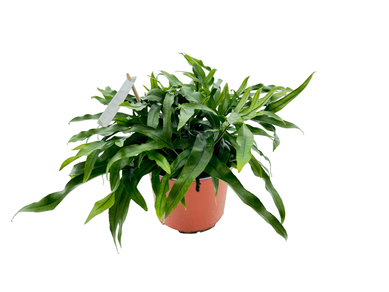 BB Microsorum Kangaroo P17, D 17