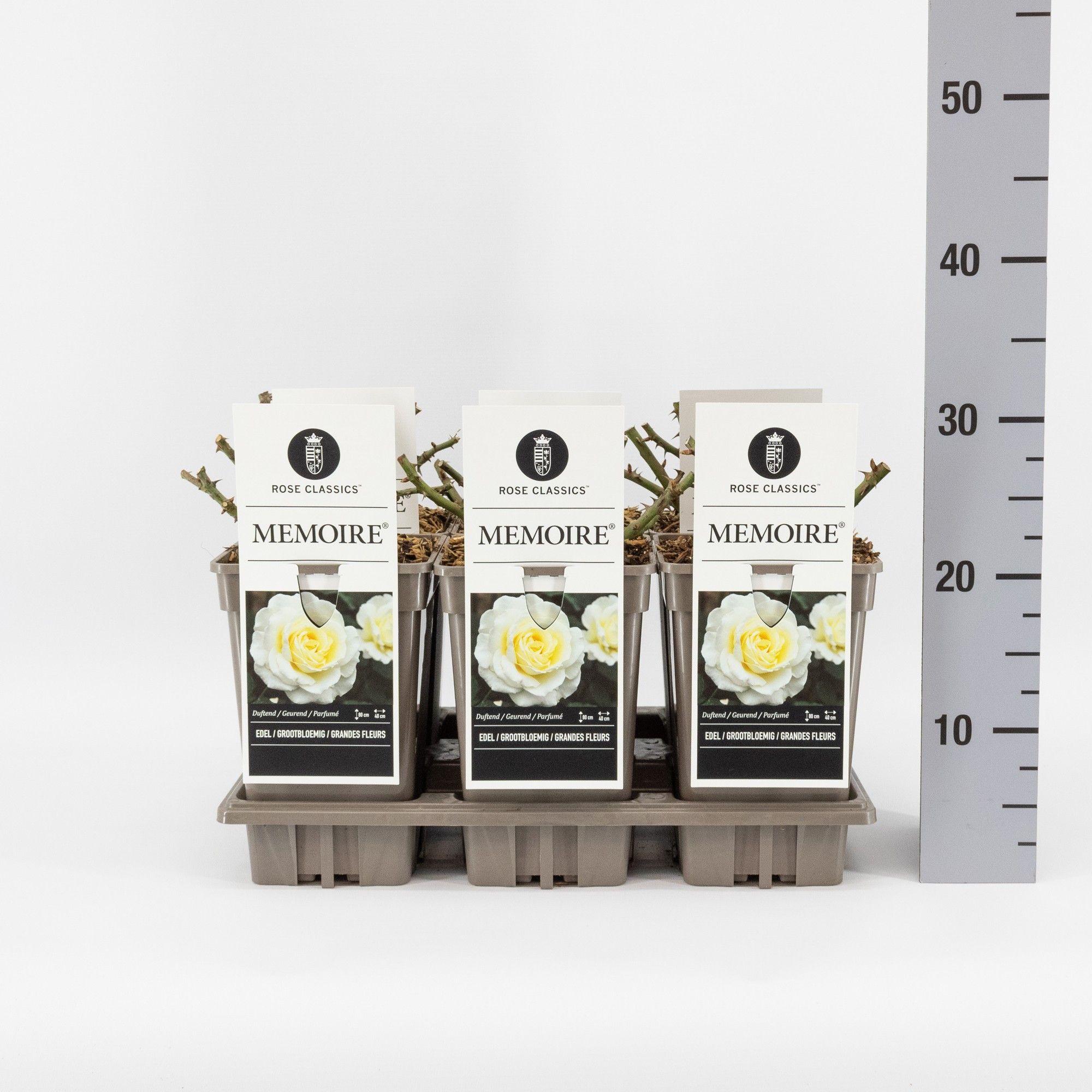 Rosa (TH) Memoire ®, C3, D 17