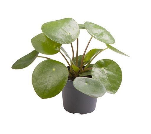 PILEA PEPEROMIOIDES, D 6