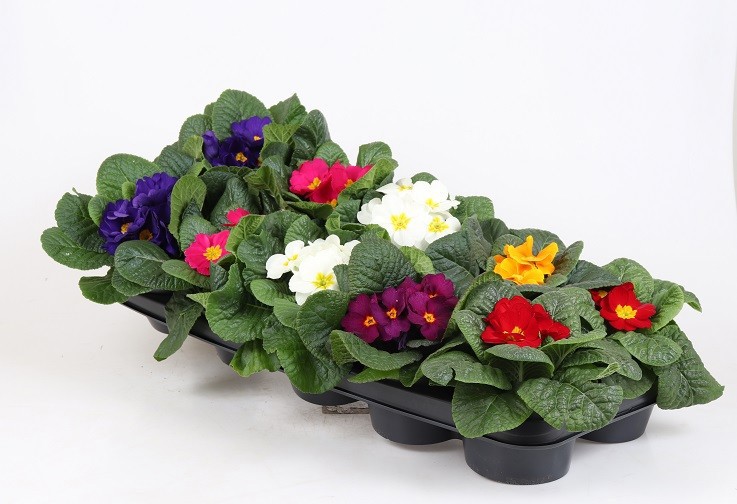 PRIMULA VULGARIS-HYBRID, D 11