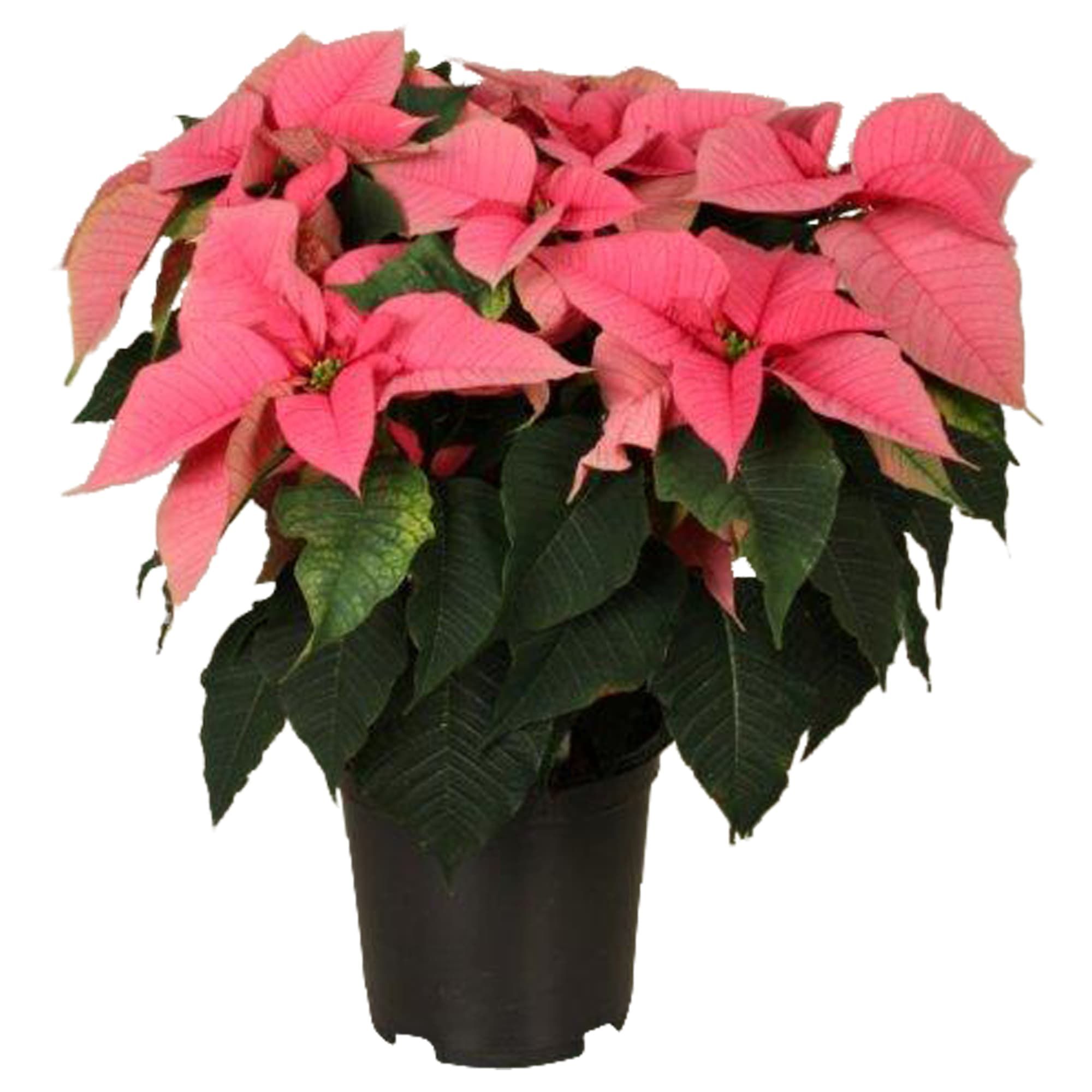Poinsettia Christmas Feelings Pink 12+schermen, D 19 cm