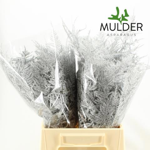 Аспарагус Овериг Крашеный (краш. ) 45, шт.