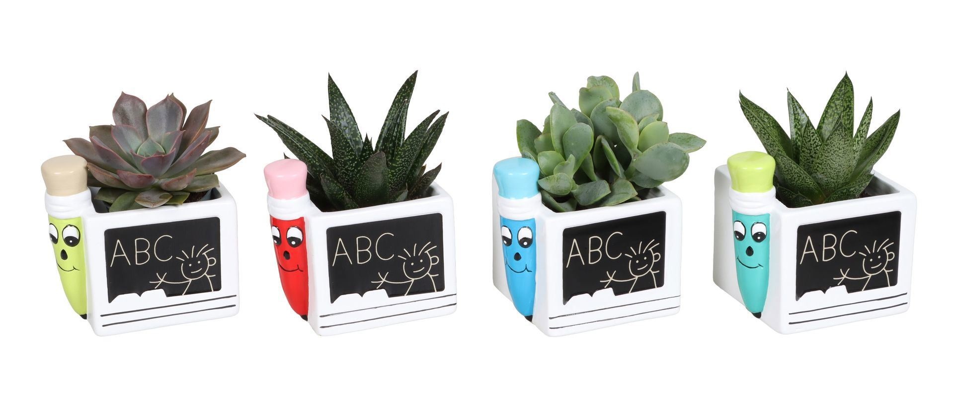 L 67385 With Succulent Mix 6 cm, D 6 cm