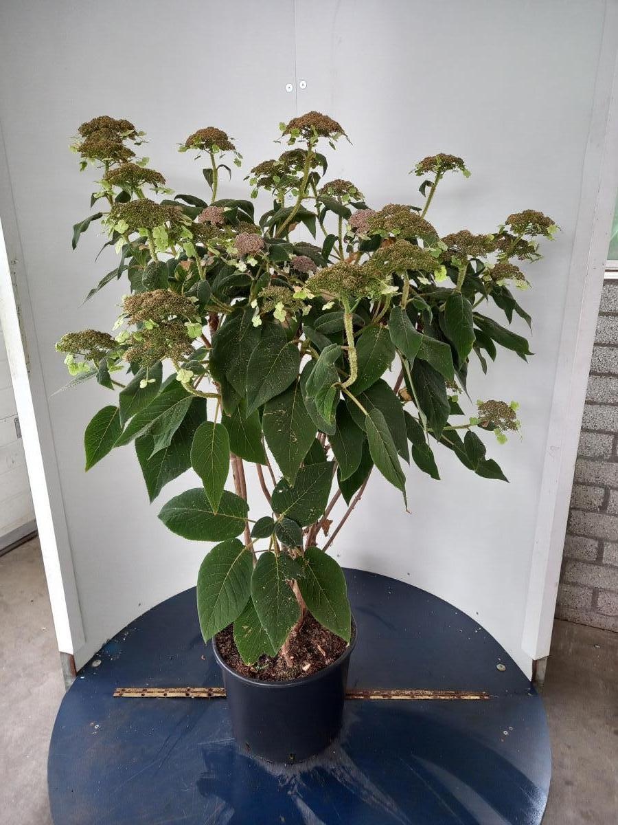 Hydrangea asp. sargentiana, D 40