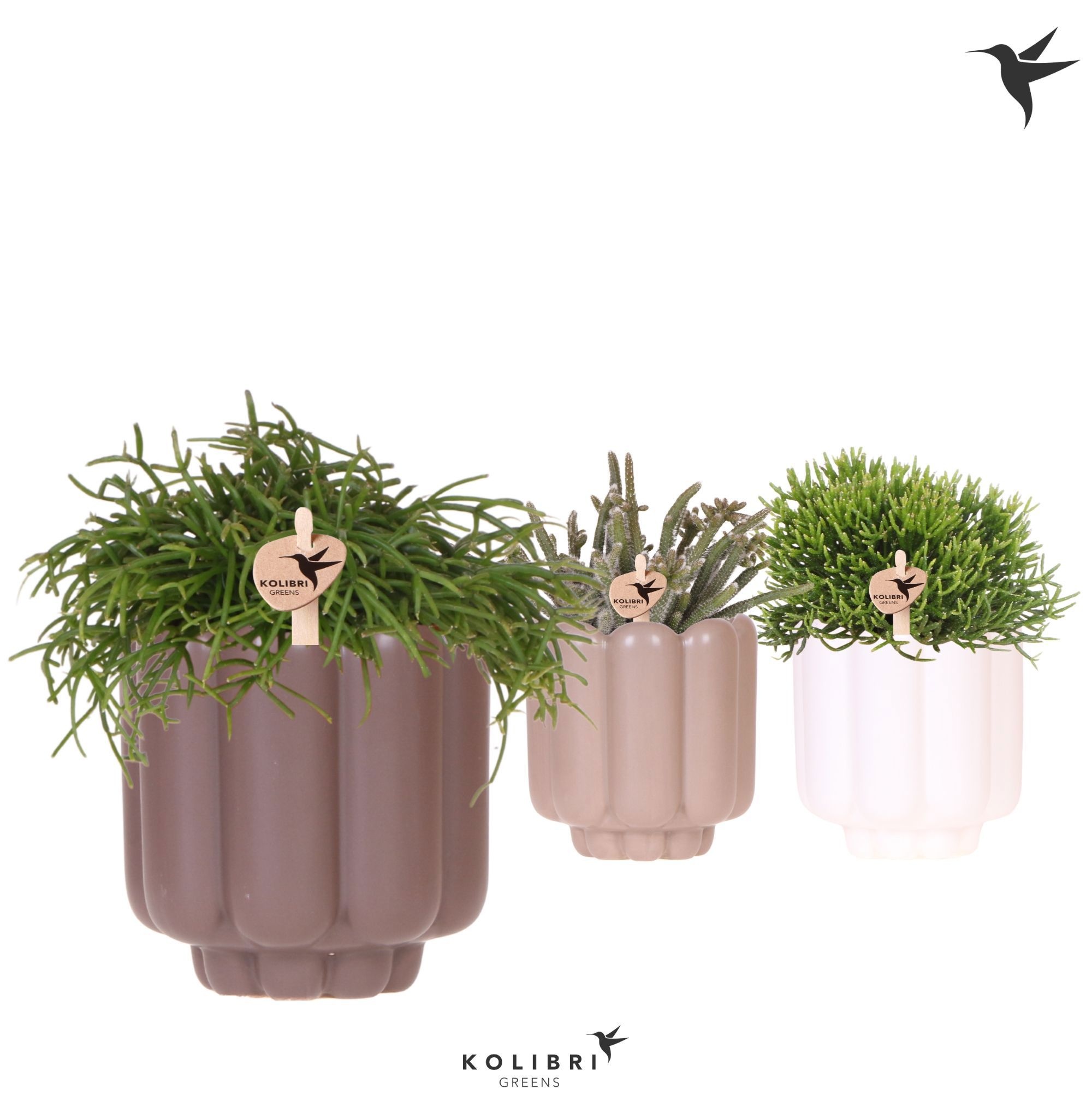 Kolibri Greens Rhipsalis mix in Retro pot sand mix, D 9