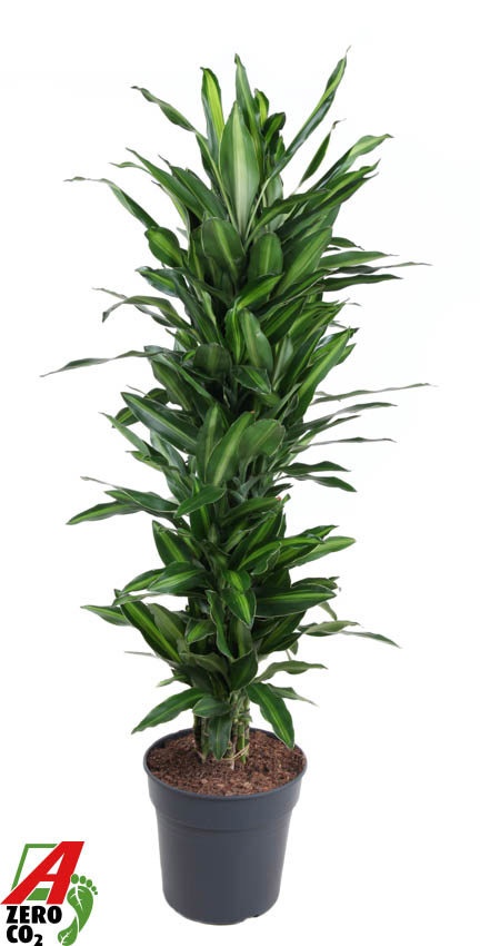 Dracaena Silindo vertakt P31, D 31