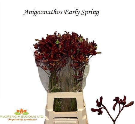 Анигозантус Эрли Спринг 70 (красн.), шт.