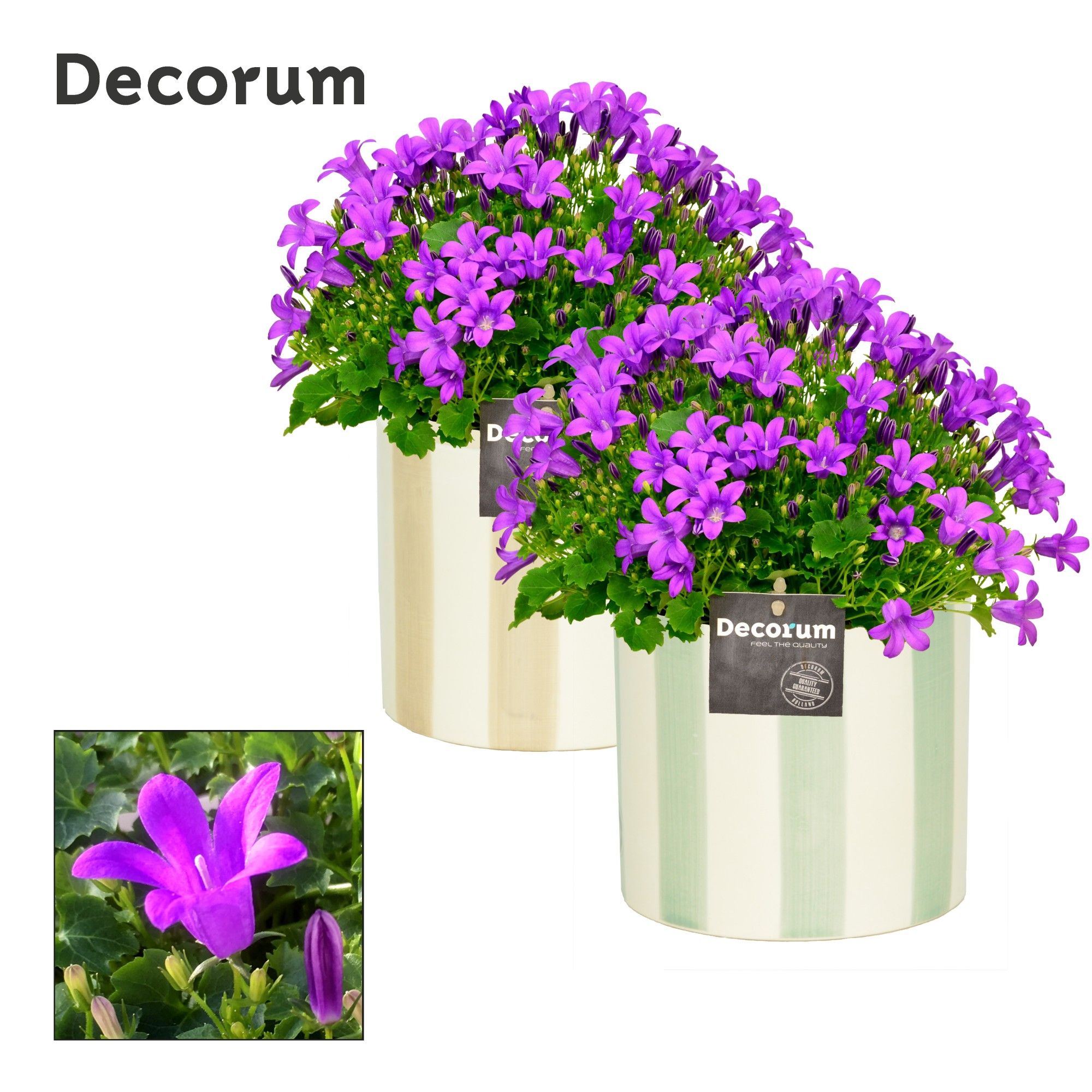 Campanula Porto LL Decorum Eline, D 14