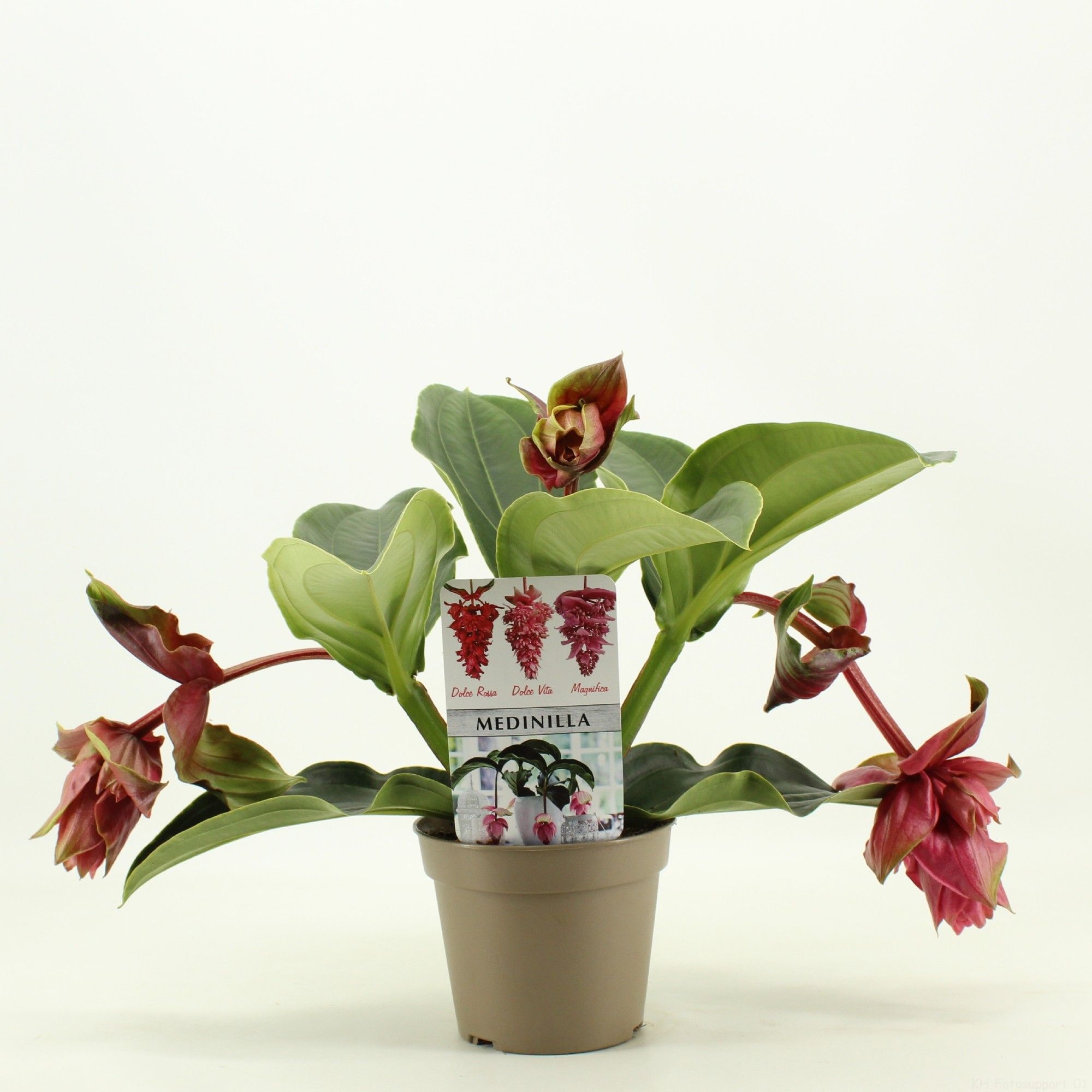 Piccolini Dolce Rossa 3 knop (Medinilla 1 etage), D 14