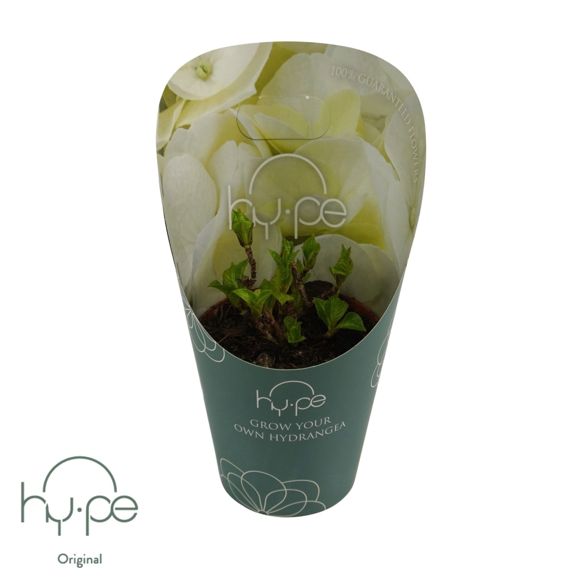 Grow Your Own Mophead White 7+ | Hy-pe Original, D 14