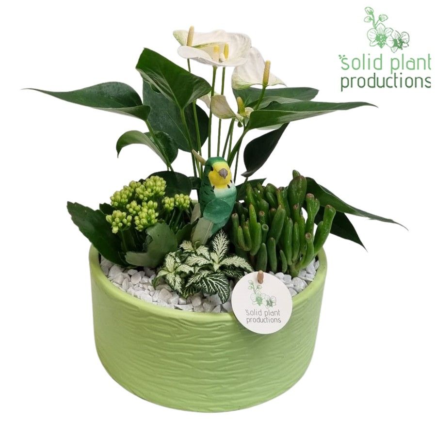 AT004 Stella Green, D 22