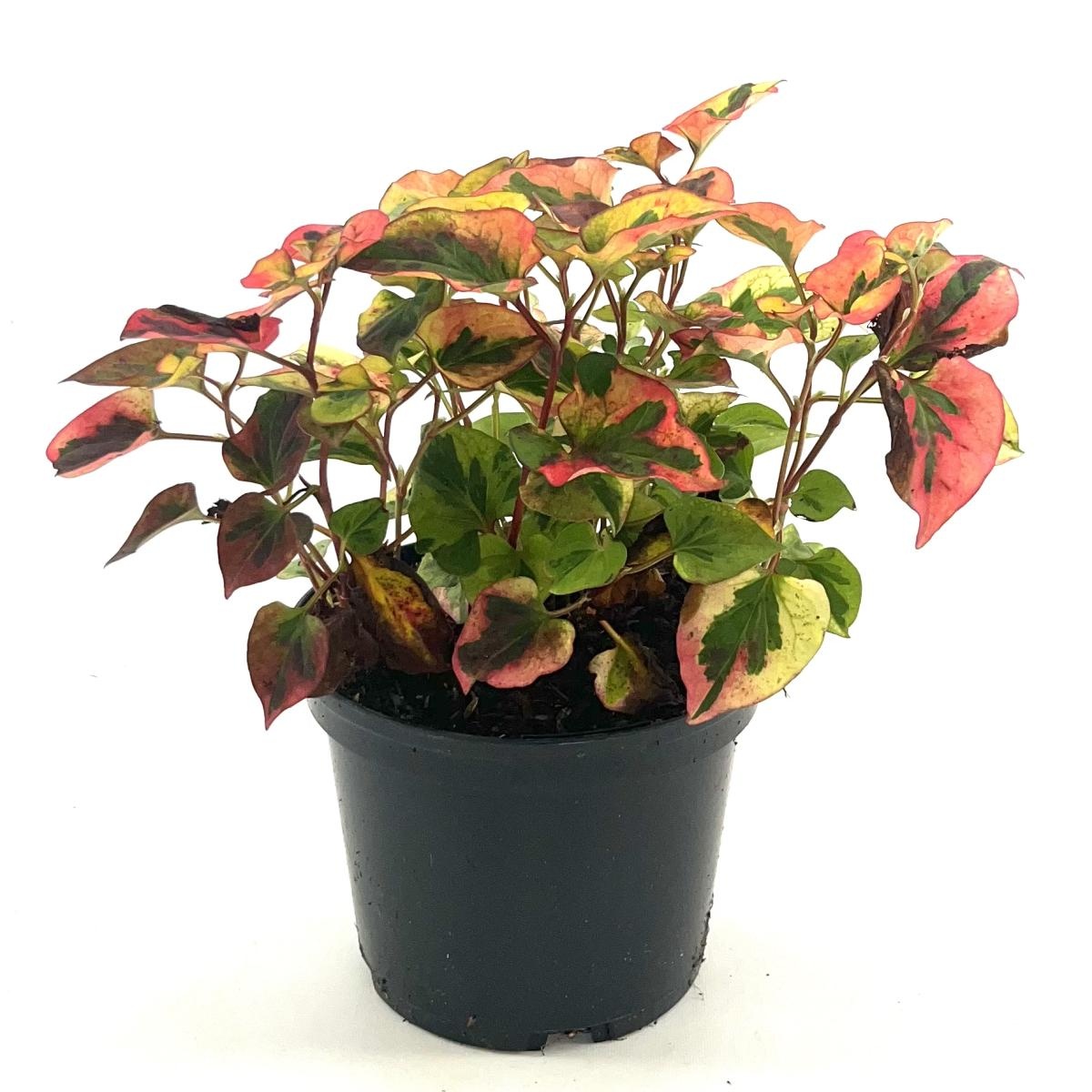 Houttuynia cordata 'Flame', D 17 cm