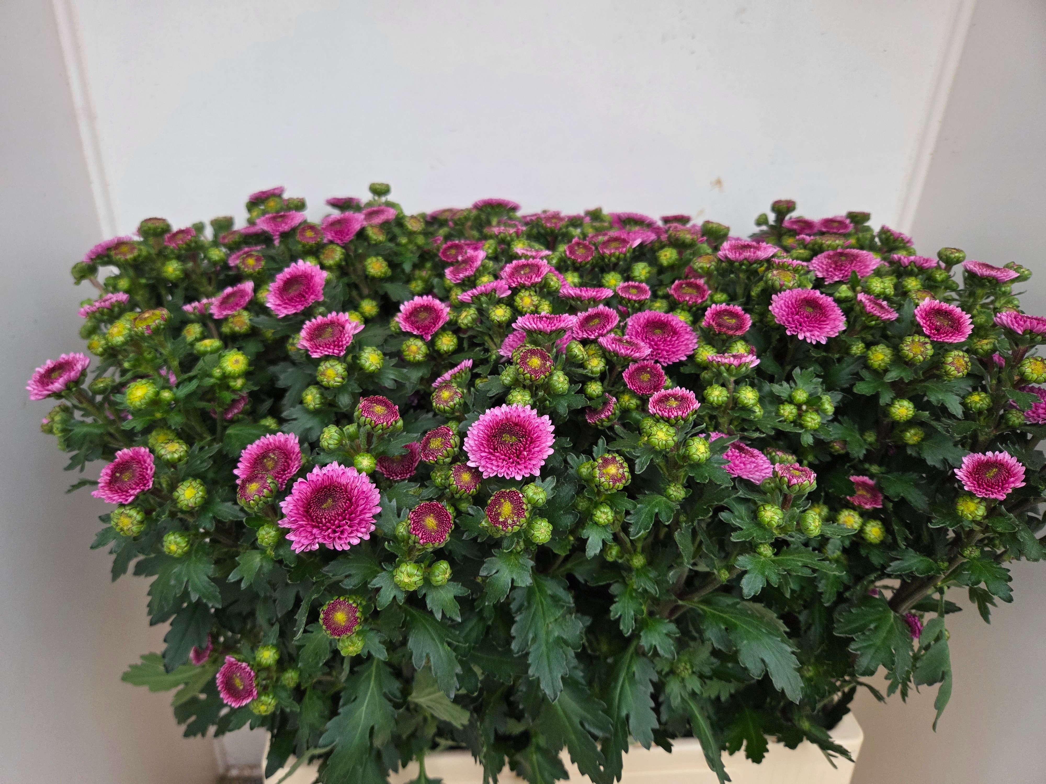 Сантини Джейми Дарк, шт. Сантини Джейми Дарк, шт.