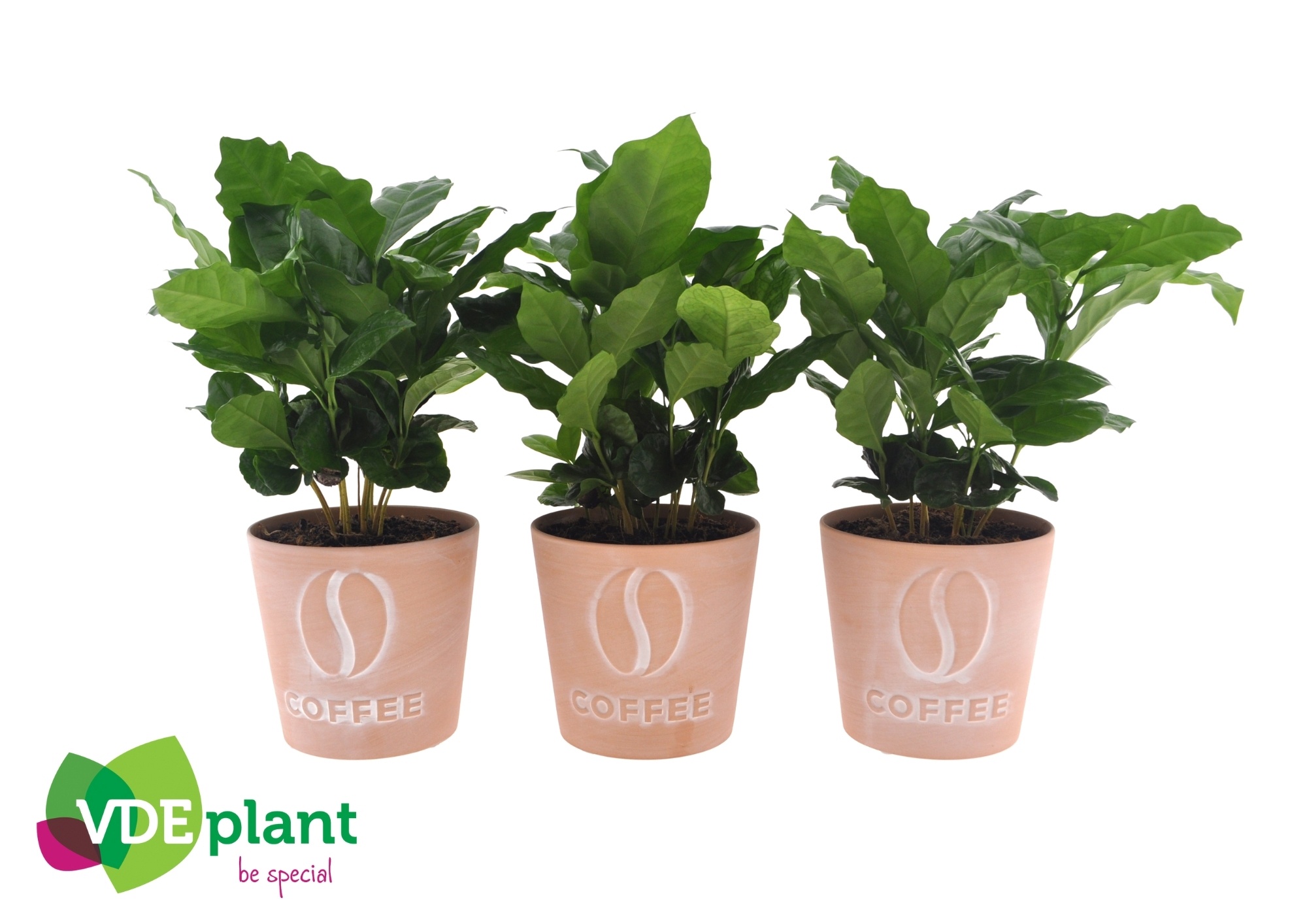 Coffea in Koffiepot Terracotta, D 12