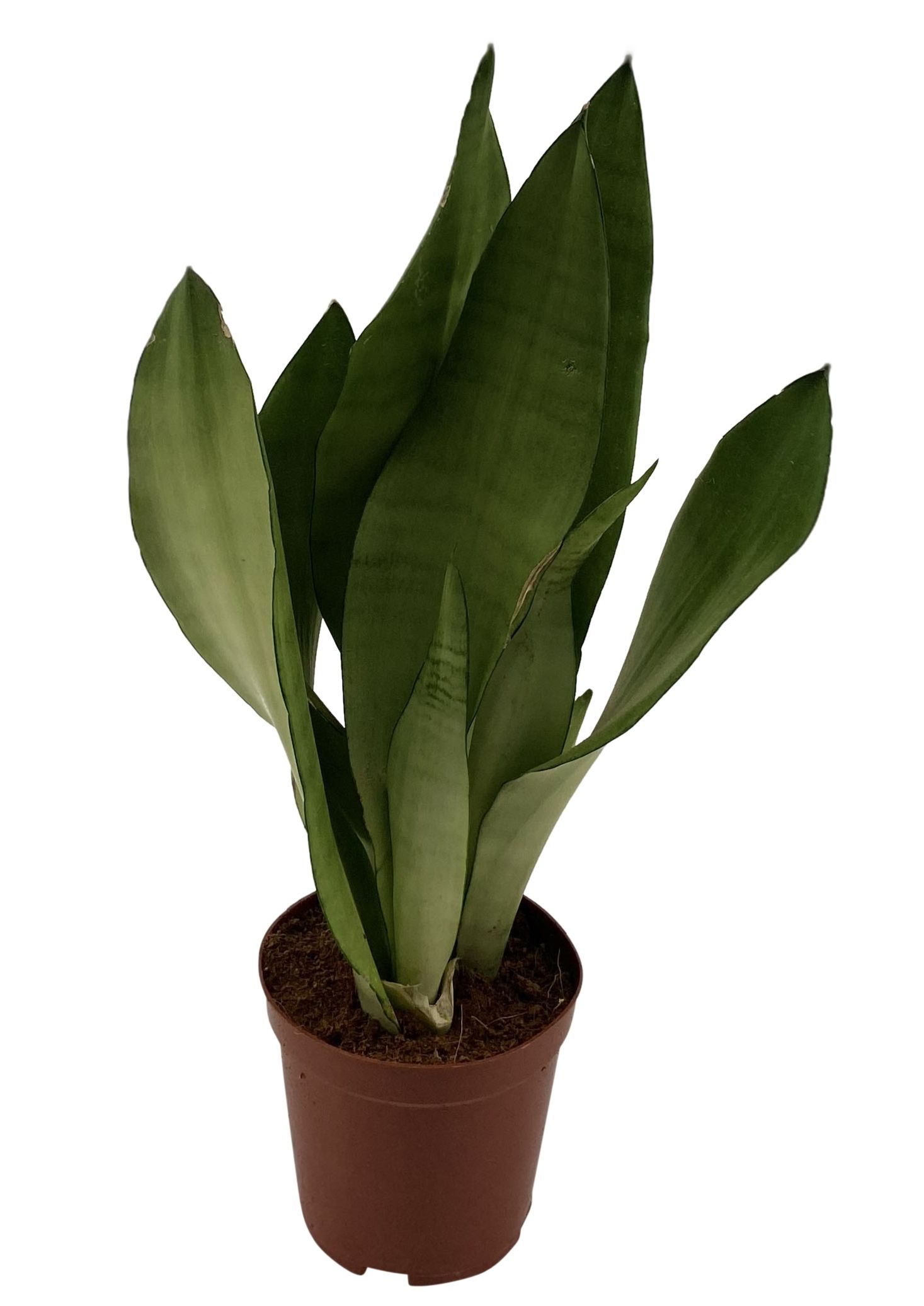 Sansevieria Moonshine 3PP, D 12