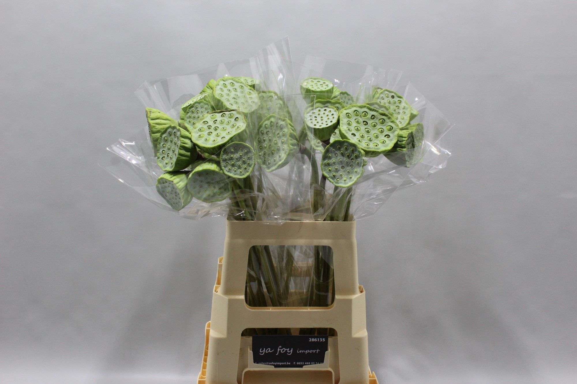 Нелумбо Нуцифера 60, шт.