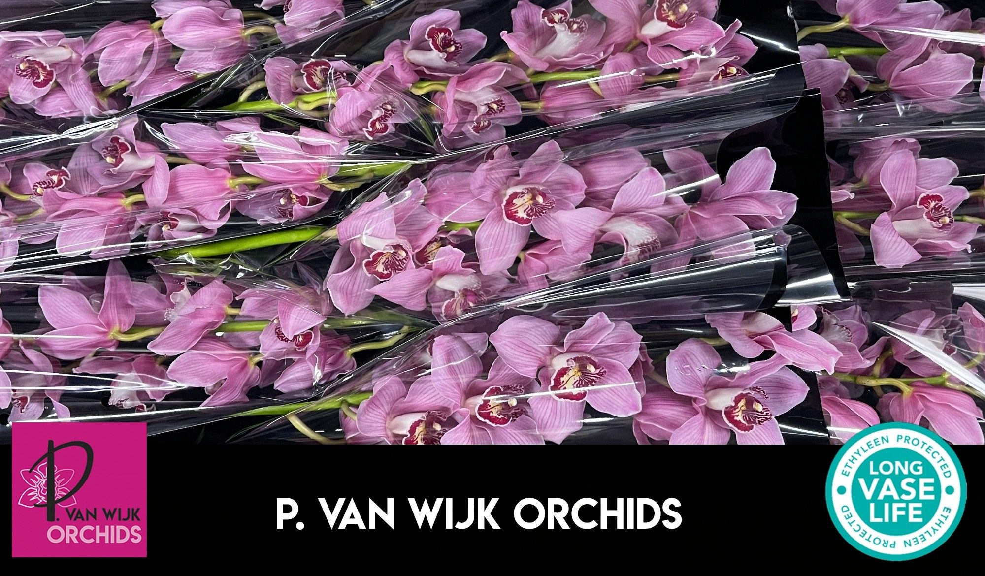 Цимбидиум Фаеглоу x9 60, шт.