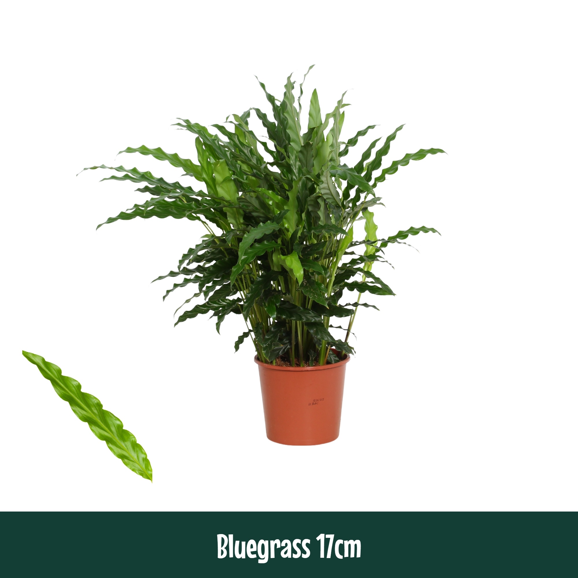 Calathea 17cm Bluegrass - Living, D 17