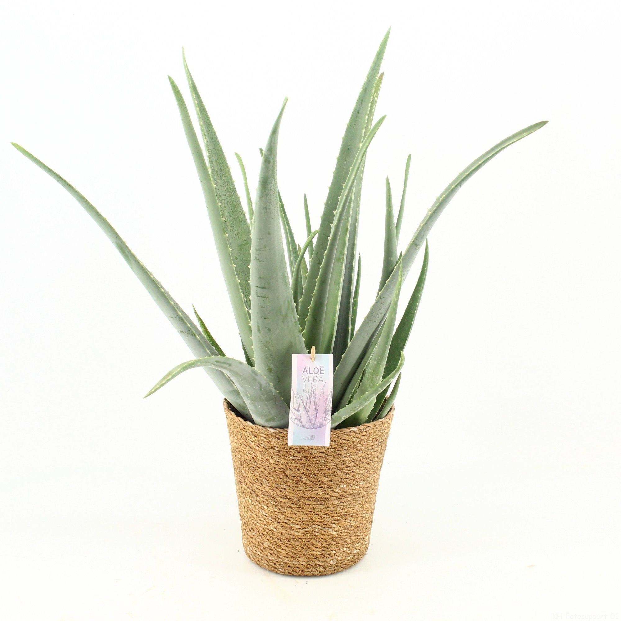 Aloe Vera P19 Amber - Nature World, D 20
