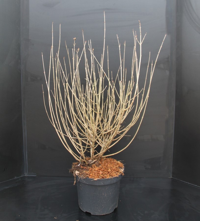 Syringa meyeri Palibin, D 29