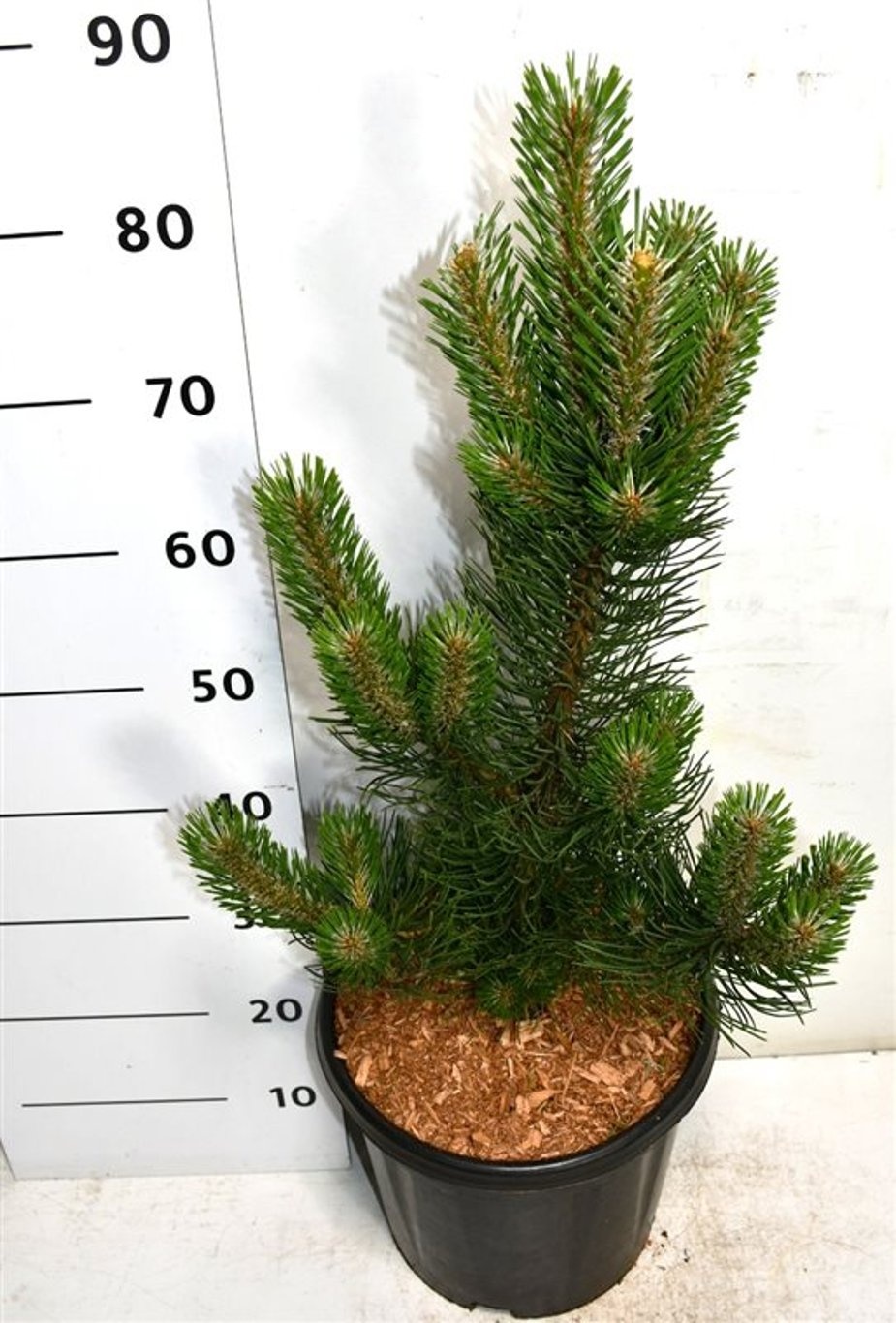 Pinus nigra 'Oregon Green', D 32