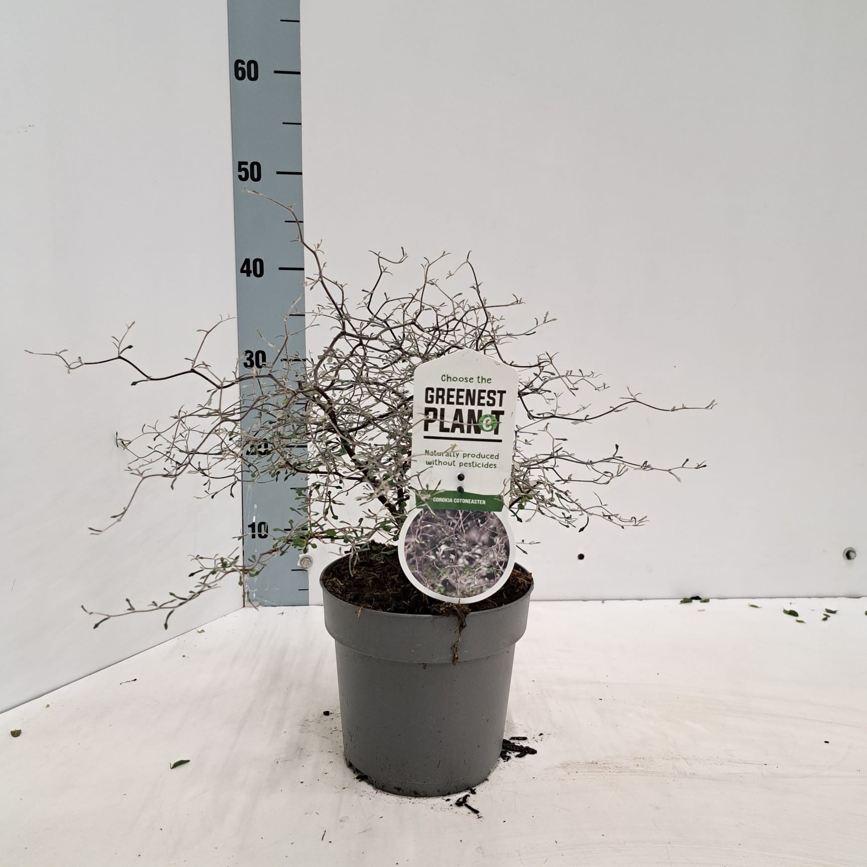 Corokia cotoneaster, D 17