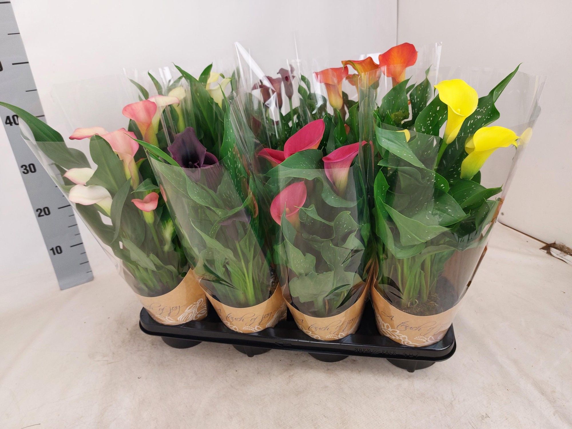 Zantedeschia mix in Natural potcover, D 14