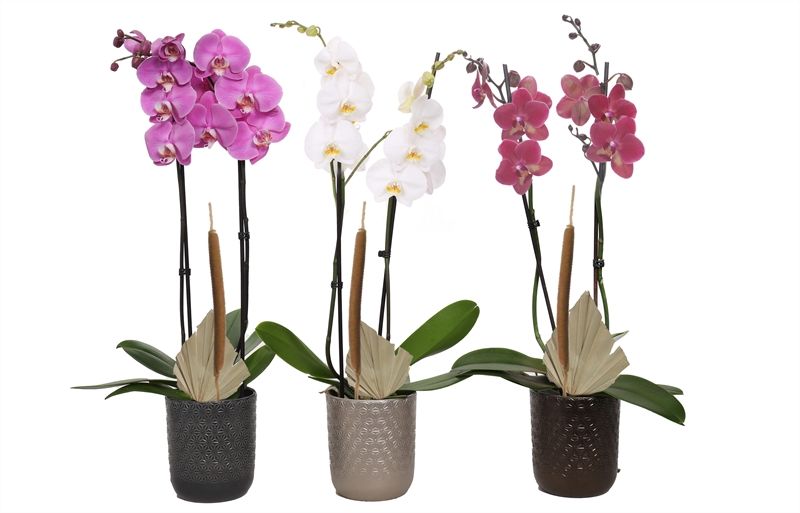 Vera p12 symmetric mix Phal mix 2T14+, D 12