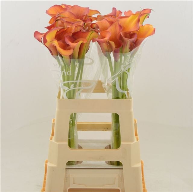 Калла Кэптен Тринити 65, шт.