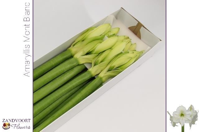 Амарилис Мон Блан (бел.) x12, шт.