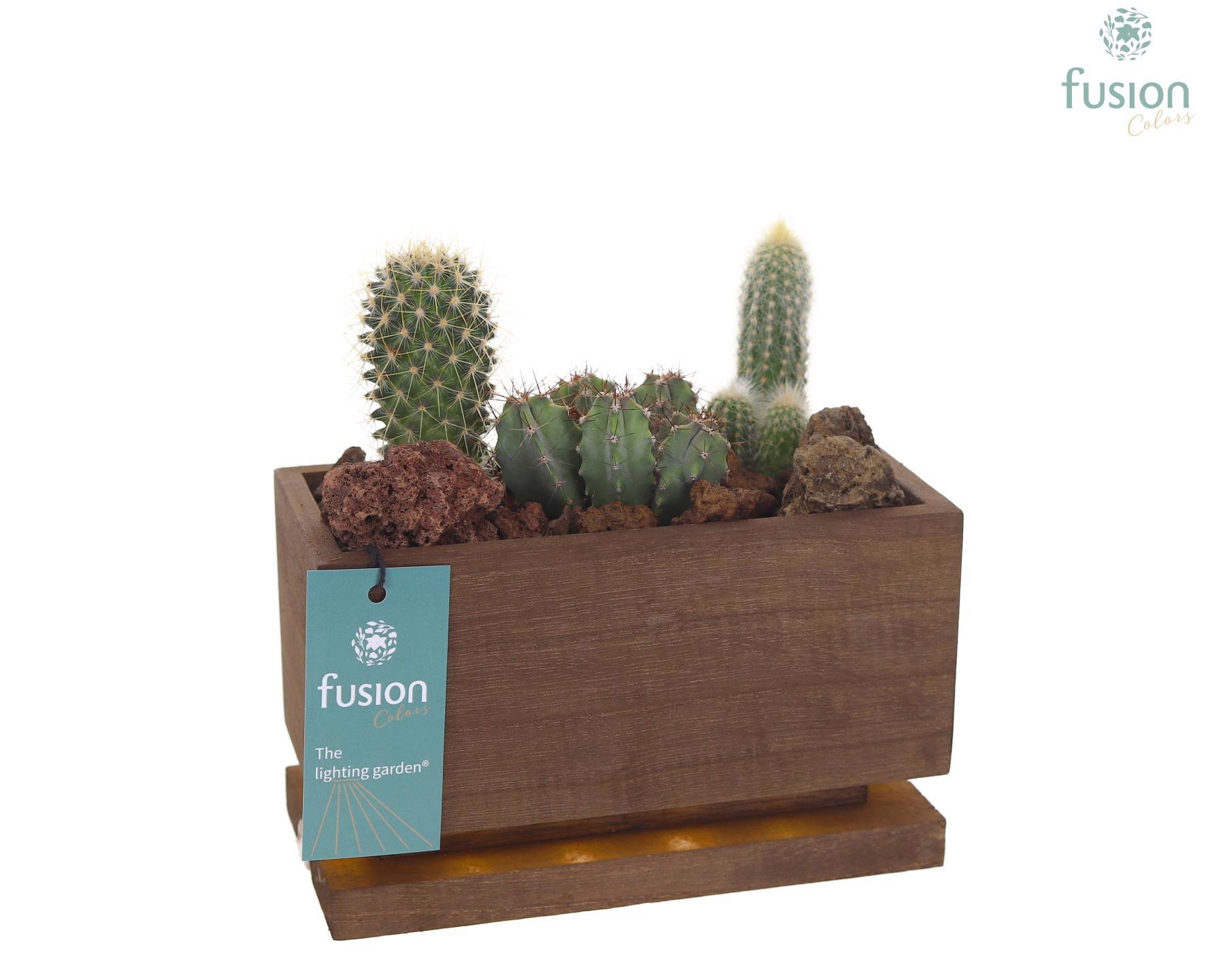 The Lighting Garden LED lang donker bruin Small met Cactussen, D 19